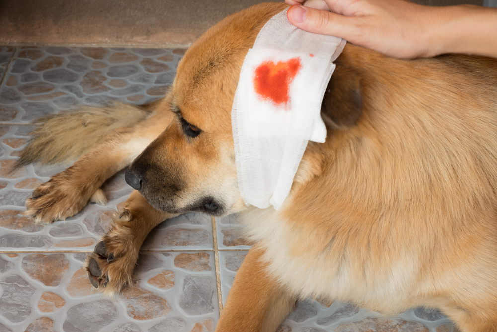 Dog with a head wound receiving veterinary care and examination following an injury.