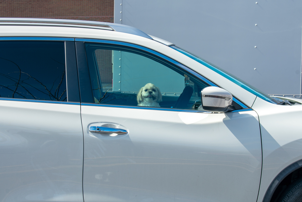 Small white dog looking out of a parked car window, illustrating the dangers of leaving pets in vehicles where temperatures can rise rapidly and lead to heatstroke.