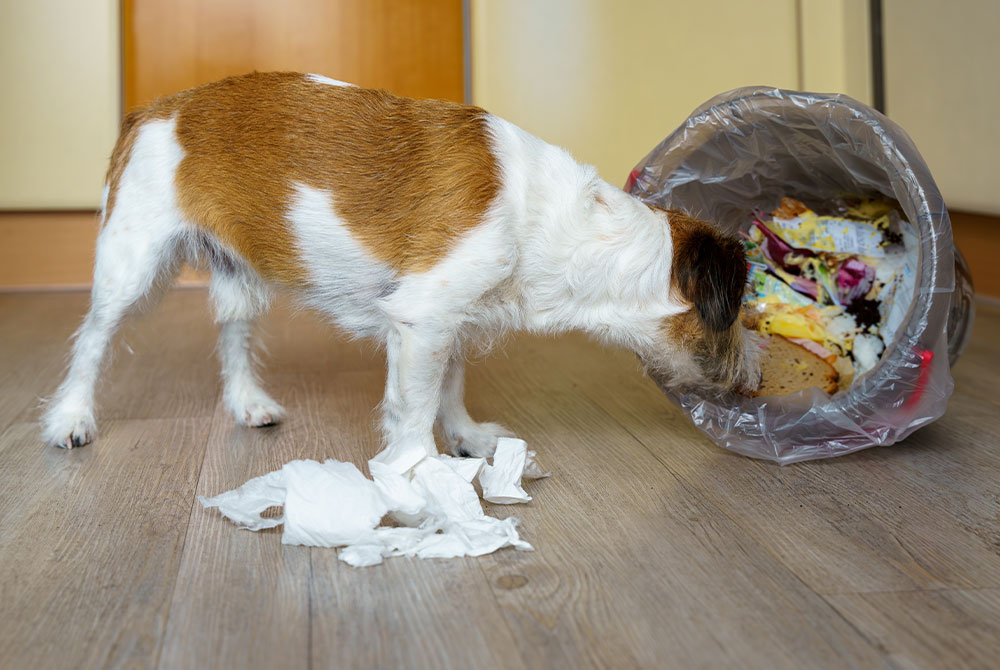 Dog scavenging outdoors, highlighting pet ingestion risks and poison prevention care