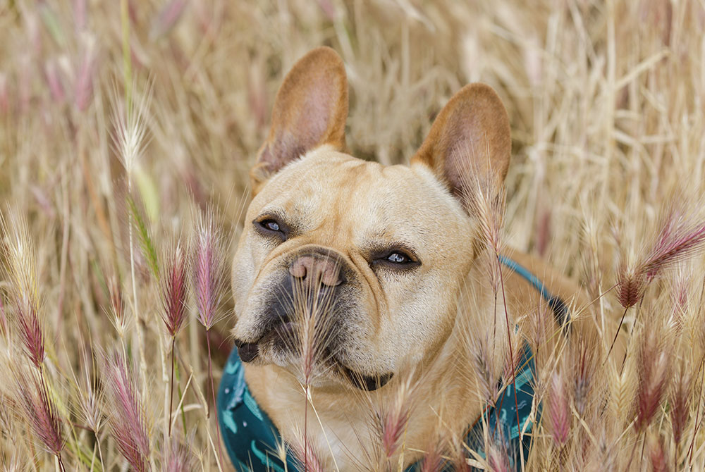 Dog exploring a grassy field outdoors, enjoying active play and a healthy pet lifestyle