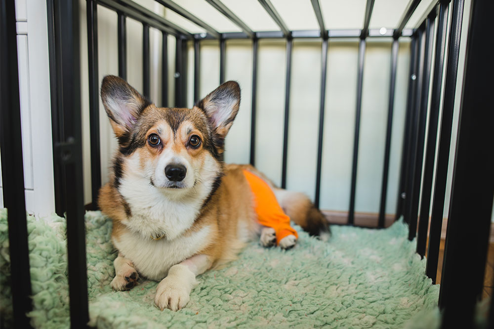 Dog with a bandaged leg resting in a recovery crate following veterinary treatment