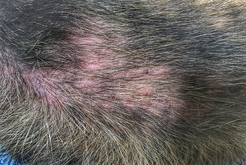 Dog or cat with dry, flaky skin being examined for dry skin syndrome by a veterinarian