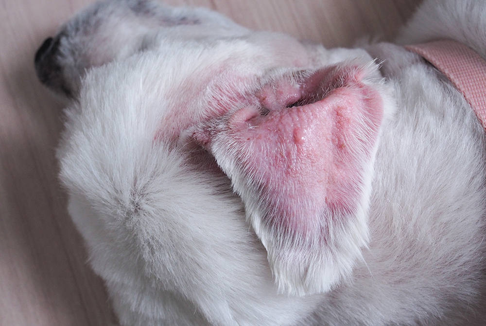 Pet with an aural hematoma showing a swollen, fluid-filled ear flap at the veterinary clinic