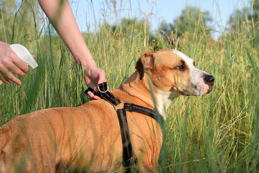 Dog examined at a veterinary clinic for symptoms of ehrlichiosis caused by a tick bite