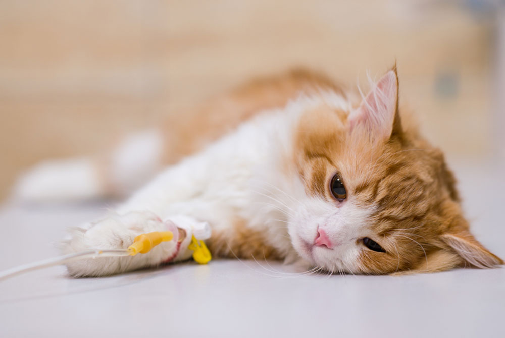 Pet displaying emergency symptoms requiring immediate attention from a veterinarian in Granada Hills