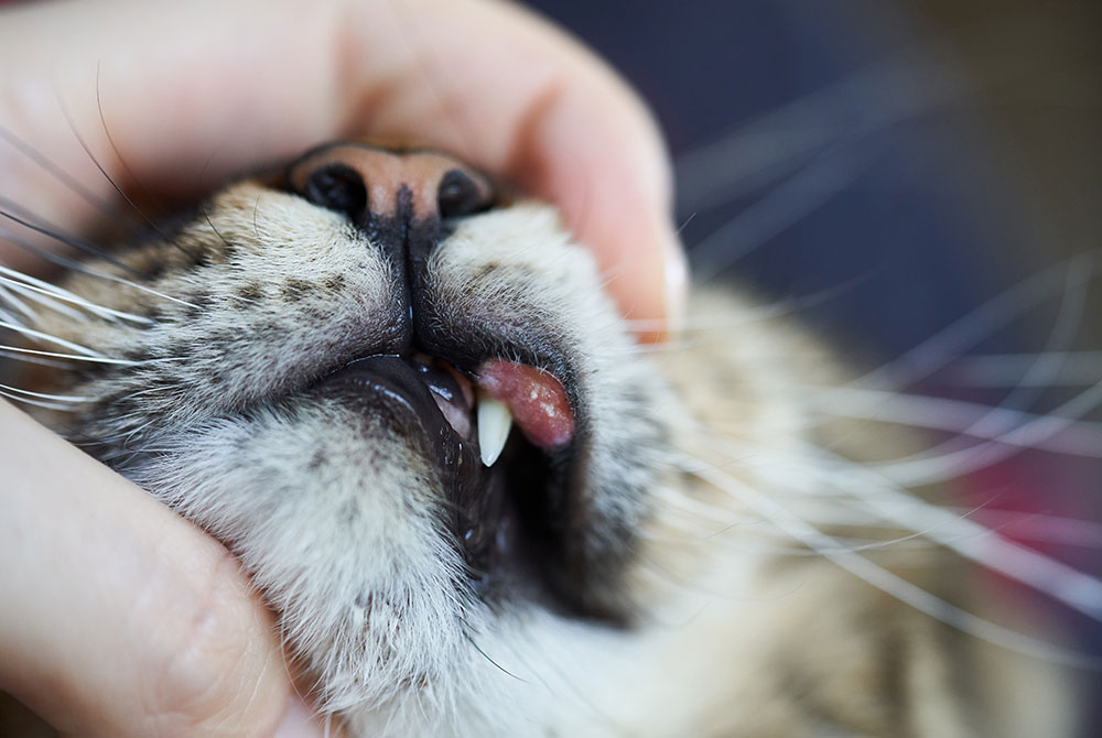 Cat with eosinophilic granuloma complex showing skin lesions on the lip or paw