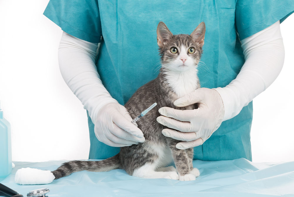 Cat in a relaxed pose; Mission Veterinary Clinic resource on feline infectious peritonitis (FIP)