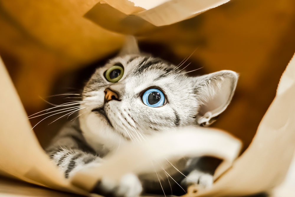Cat resting on a soft surface; Mission Veterinary Clinic guide on feline leukemia virus in cats