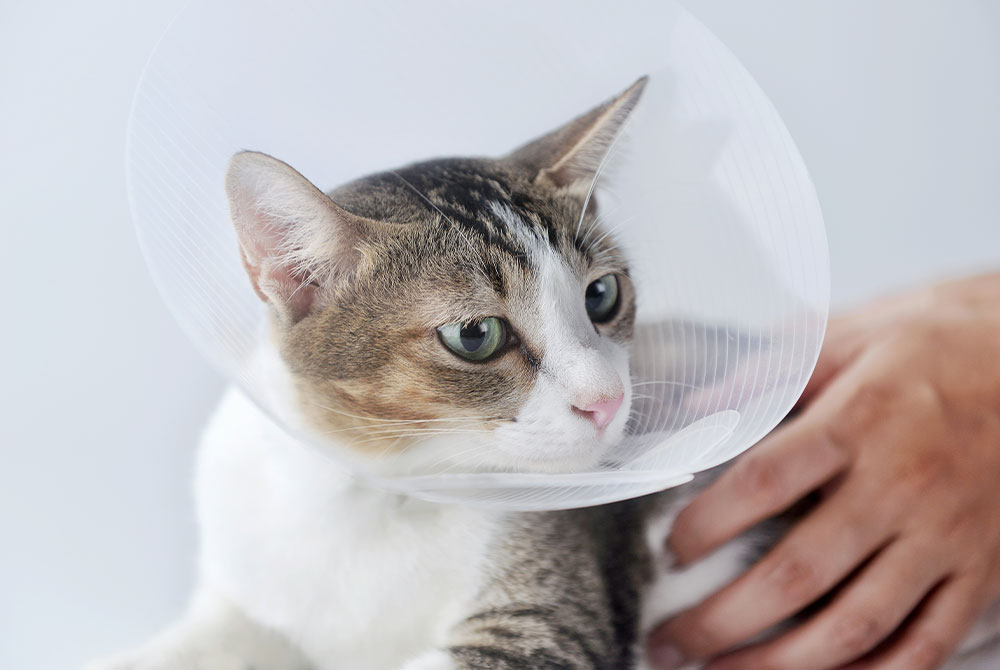 Cat being examined by a veterinarian for feline immunodeficiency virus (FIV) symptoms