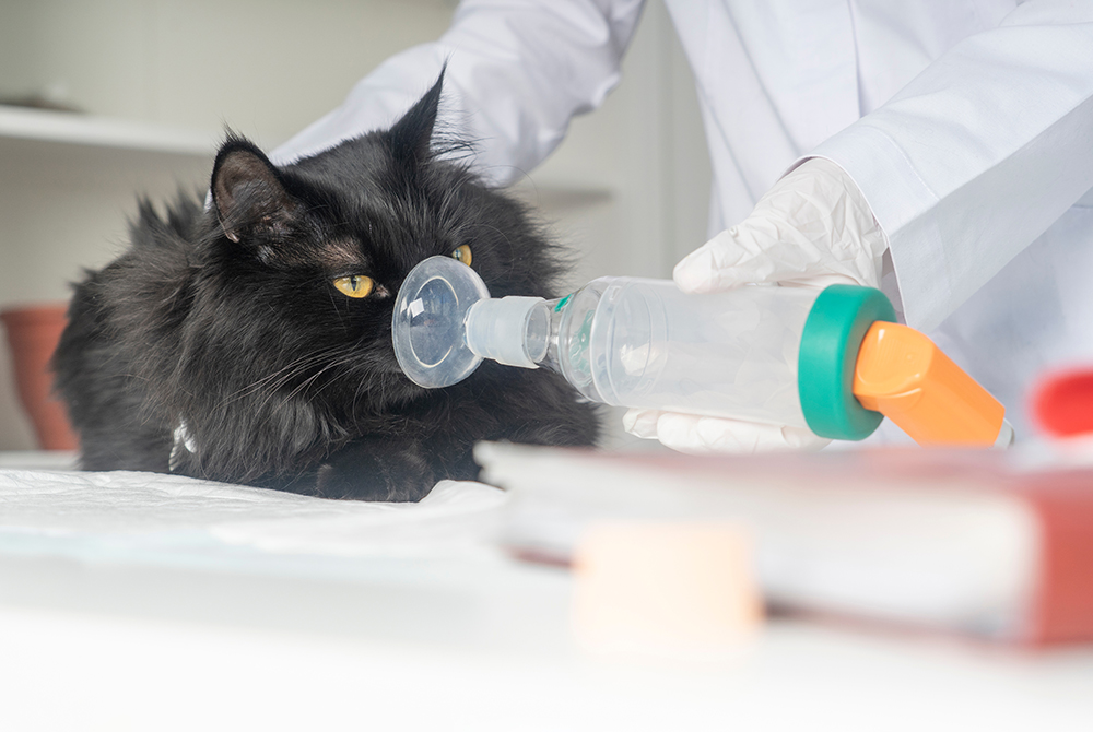 Cat with feline asthma receiving veterinary care — respiratory treatment for cats in Granada Hills