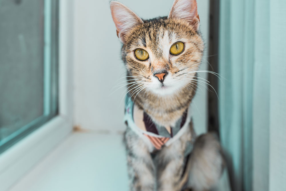 Veterinarian using a stethoscope to listen to a cat's heart for signs of feline cardiomyopathy