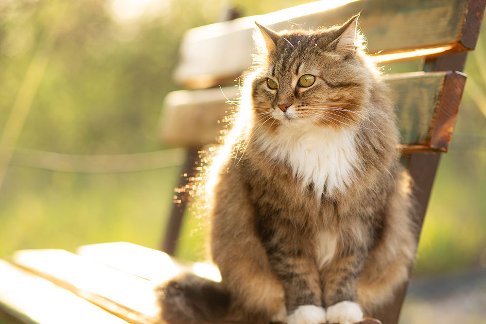Cat at rest; Mission Veterinary Clinic guide on feline constipation symptoms and treatment
