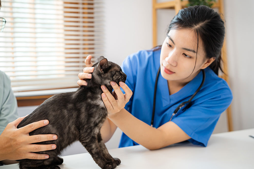 Cat at veterinary visit; Mission Veterinary Clinic resource on feline hyperthyroidism in cats