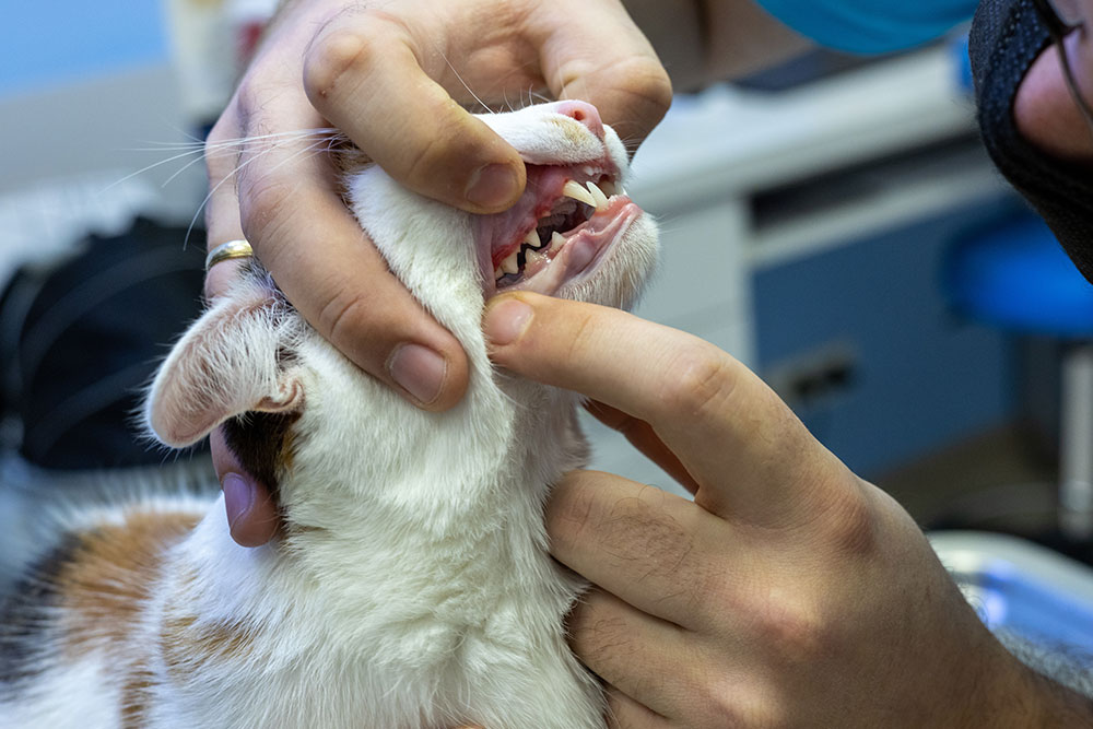 Cat lying down; Mission Veterinary Clinic's guide to feline immunodeficiency virus (FIV)
