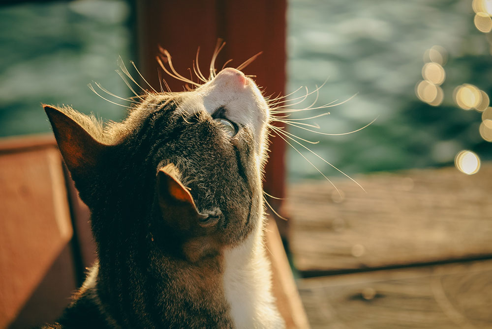 Cat at a veterinary clinic illustrating feline infectious anemia care in Granada Hills, CA