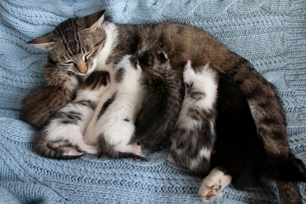 Mother cat nursing kittens, showcasing feline maternal care at Mission Veterinary Clinic