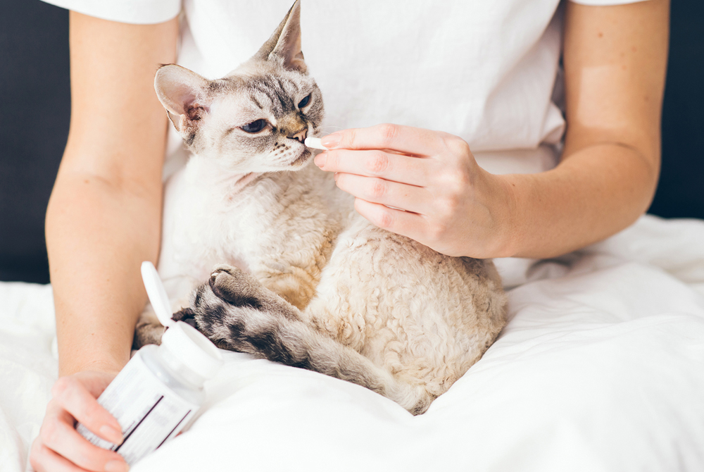 Cat showing signs of feline urologic syndrome FLUTD — bladder health in cats