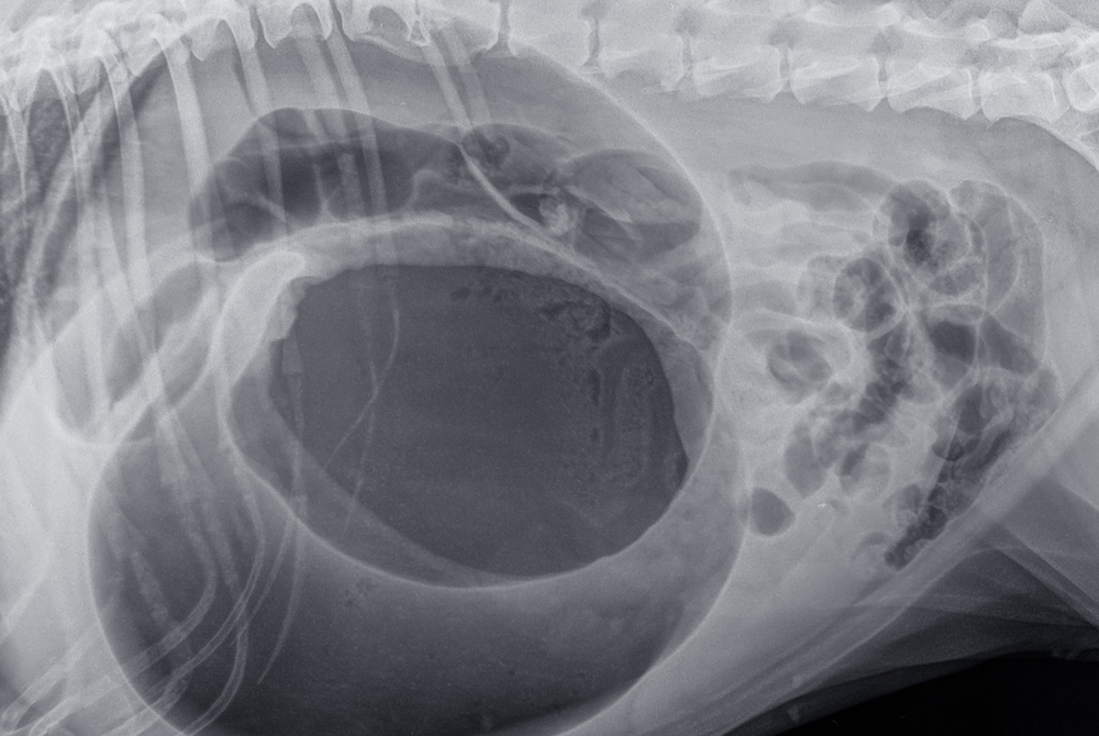 Large breed dog — gastric dilatation volvulus GDV bloat emergency warning signs