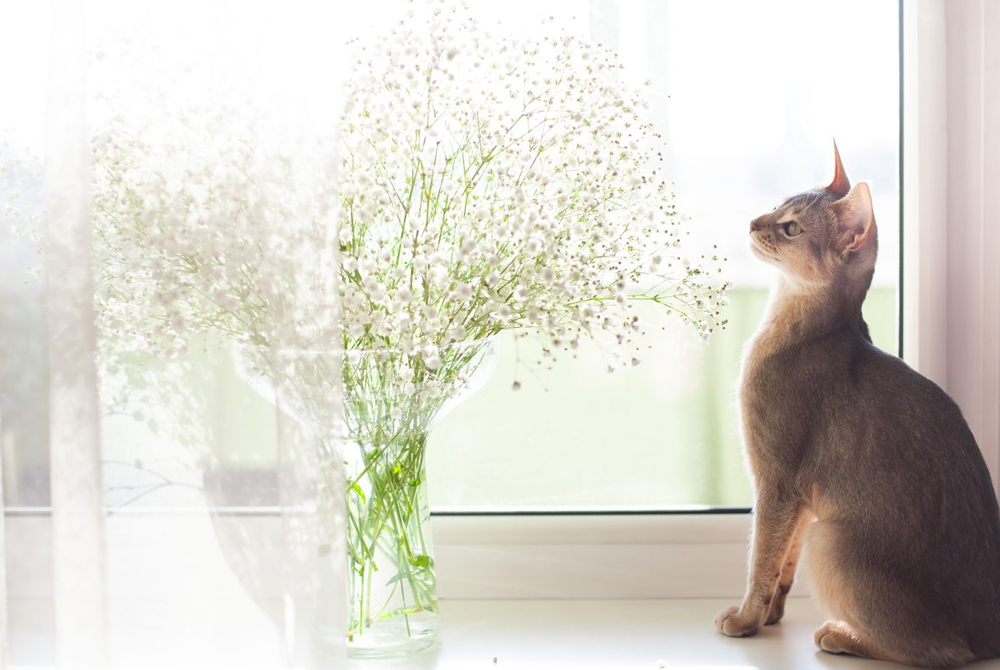 Dog or cat showing signs of gastroenteritis — vomiting and diarrhea in pets