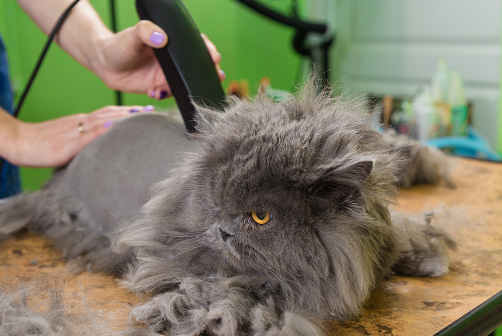 Cat grooming — hairball prevention, treatment, and warning signs in cats