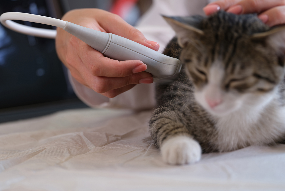 Cat at veterinary clinic — heartworm disease diagnosis and prevention in felines
