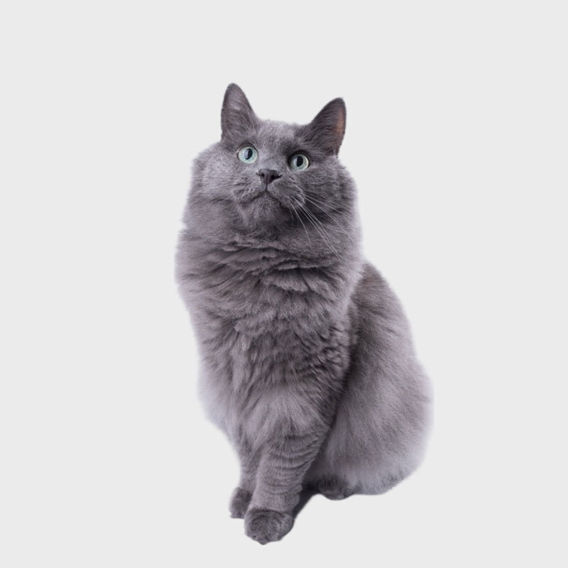 Mission Veterinary Clinic helpful pet care resources and links for Granada Hills pet owners