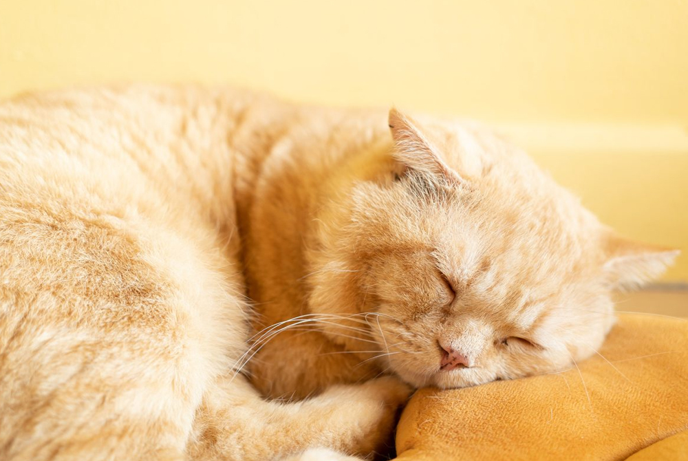 Cat with hepatic lipidosis — fatty liver disease diagnosis and treatment at a vet clinic
