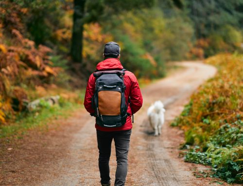 What Trail Hazards Can Actually Hurt Your Dog on a Hike?