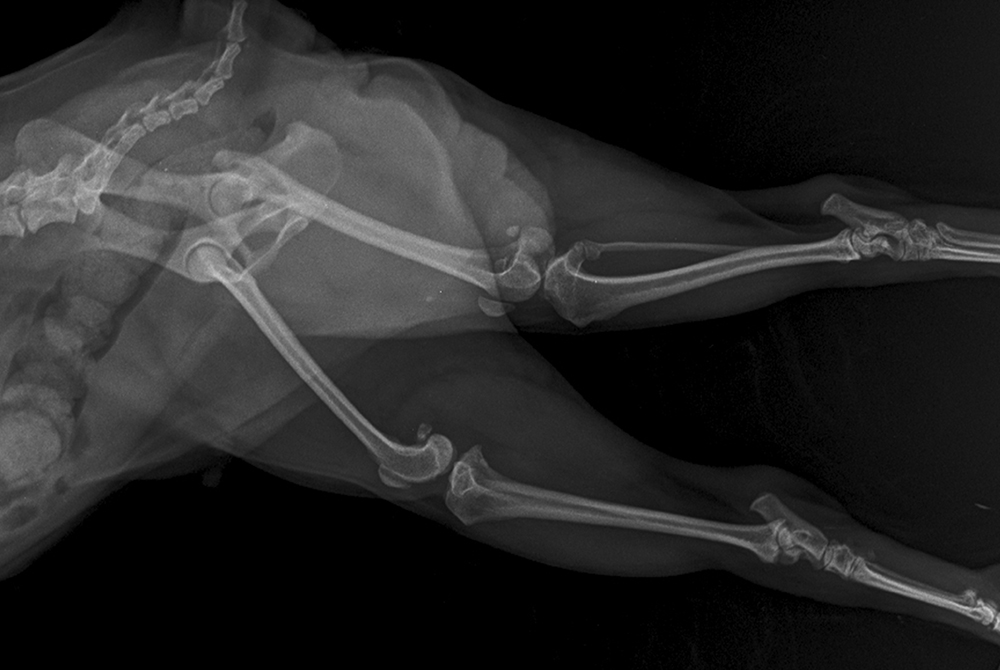 Veterinary illustration of hip dysplasia in a dog — canine joint condition care