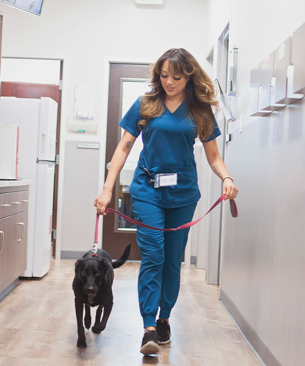Veterinary team member providing compassionate pet care at Mission Veterinary Clinic in Granada Hills
