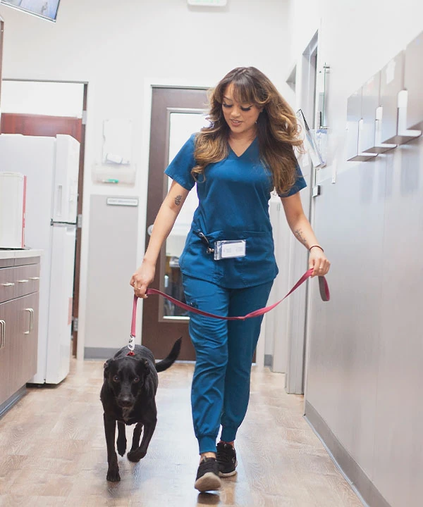 Veterinary team member providing compassionate pet care at Mission Veterinary Clinic in Granada Hills
