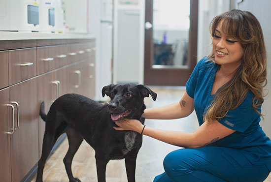 Veterinarian performing a health examination at Mission Veterinary Clinic
