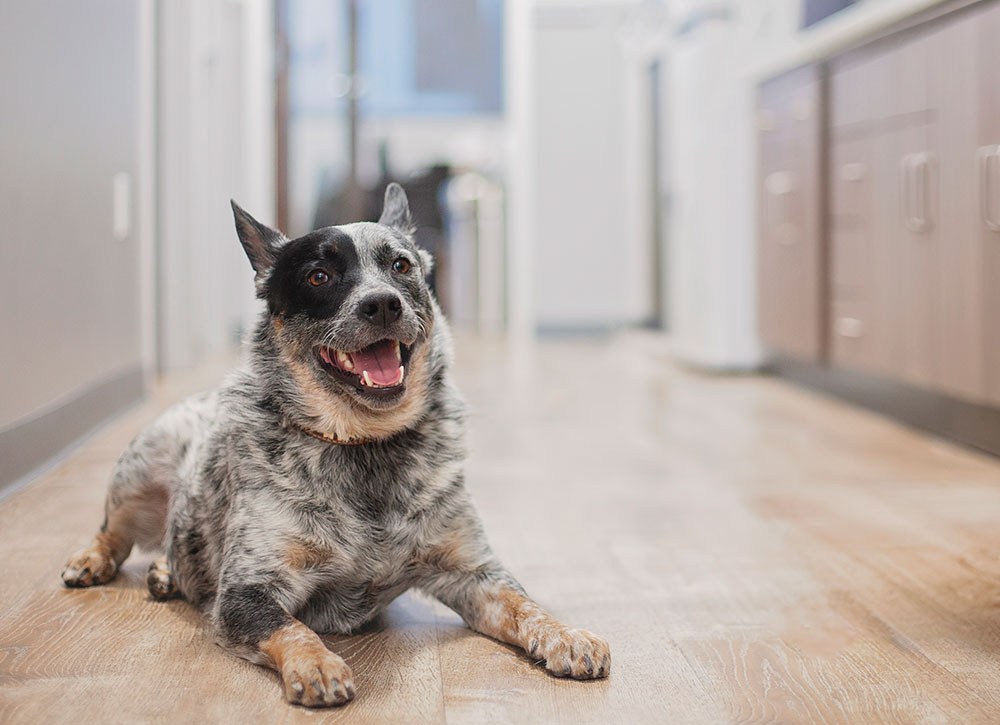 Mission Veterinary Clinic team providing expert pet care in Granada Hills
