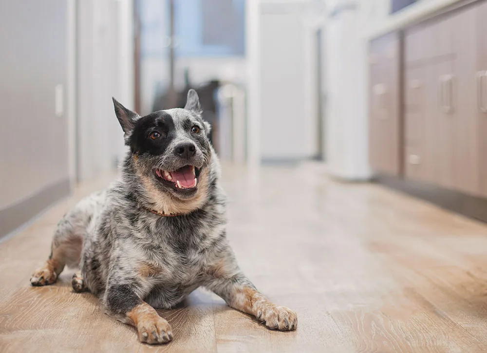 Mission Veterinary Clinic team providing expert pet care in Granada Hills
