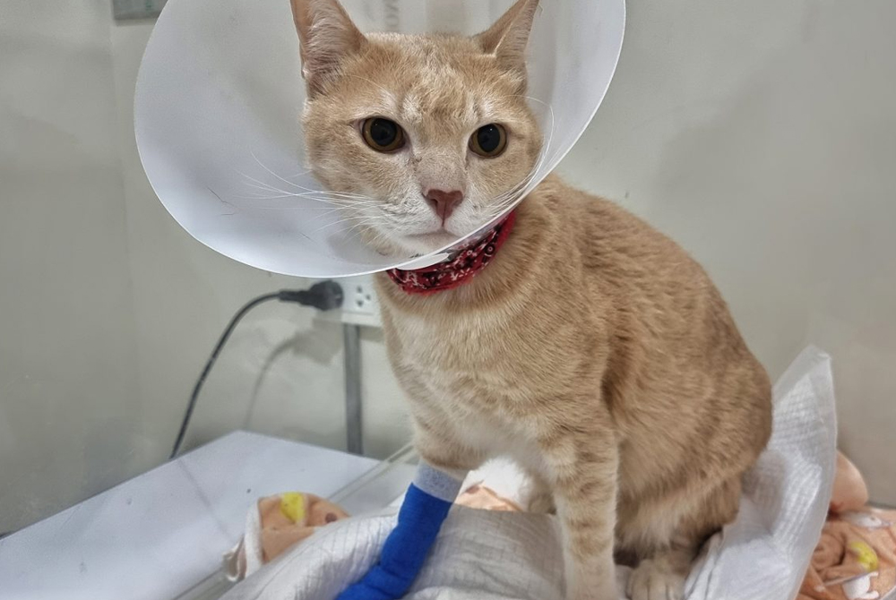 Cat receiving blood pressure monitoring — feline hypertension diagnosis and care