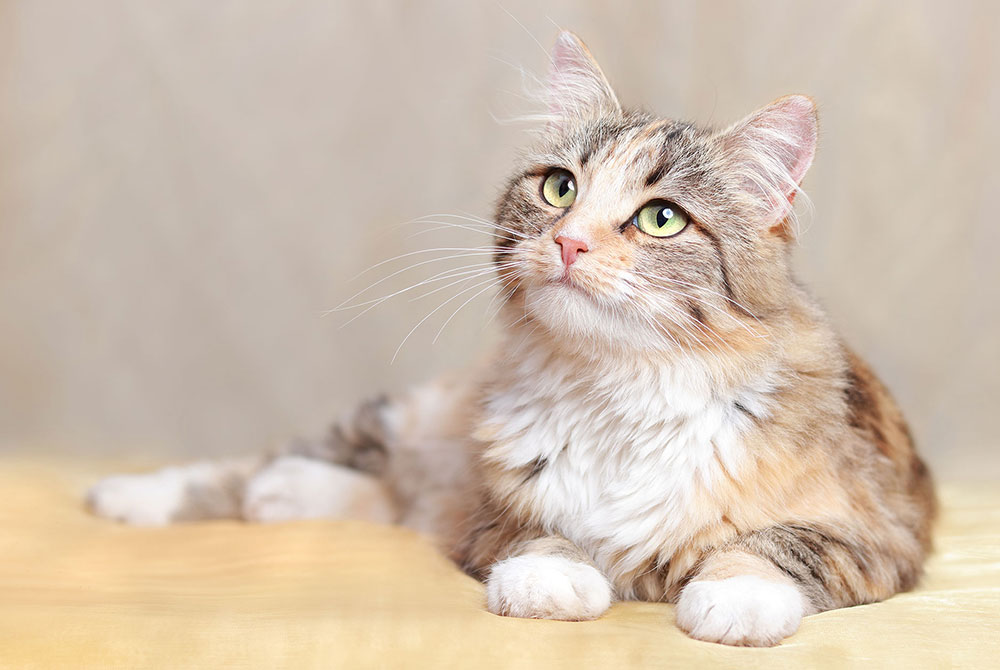 Pet with hypocalcemia — low calcium diagnosis and veterinary treatment for dogs and cats
