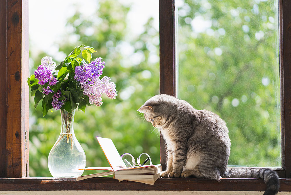 Small dog or cat showing signs of hypoglycemia — low blood sugar in pets