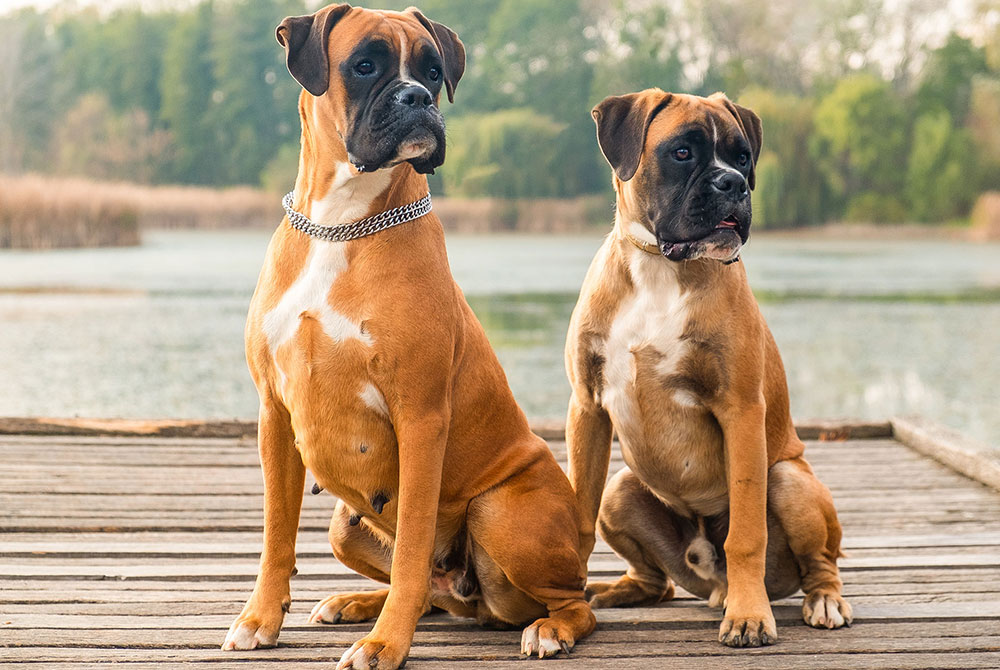 Dog with hypothyroidism — thyroid gland disease diagnosis and treatment in dogs