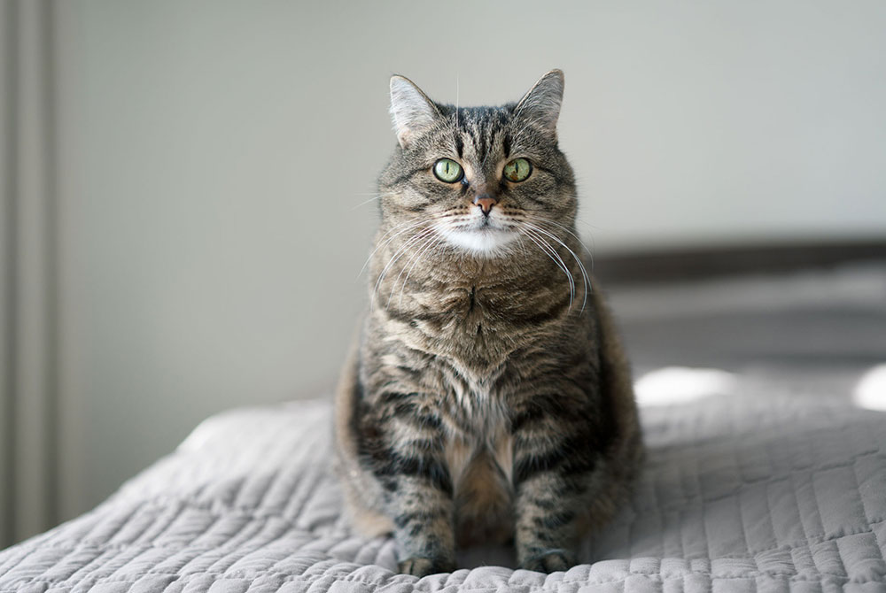Cat with inflammatory bowel disease (IBD) — feline digestive condition and dietary care