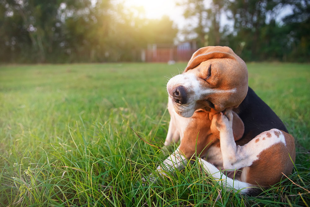 Veterinarian examining a dog or cat for idiopathic epilepsy — seizure care