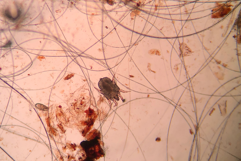 Dog or cat — internal parasites prevention and deworming treatment for pets