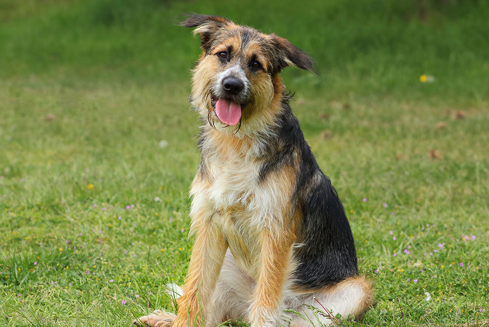 Pet with intervertebral disc disease (IVDD) — spinal condition veterinary diagnosis