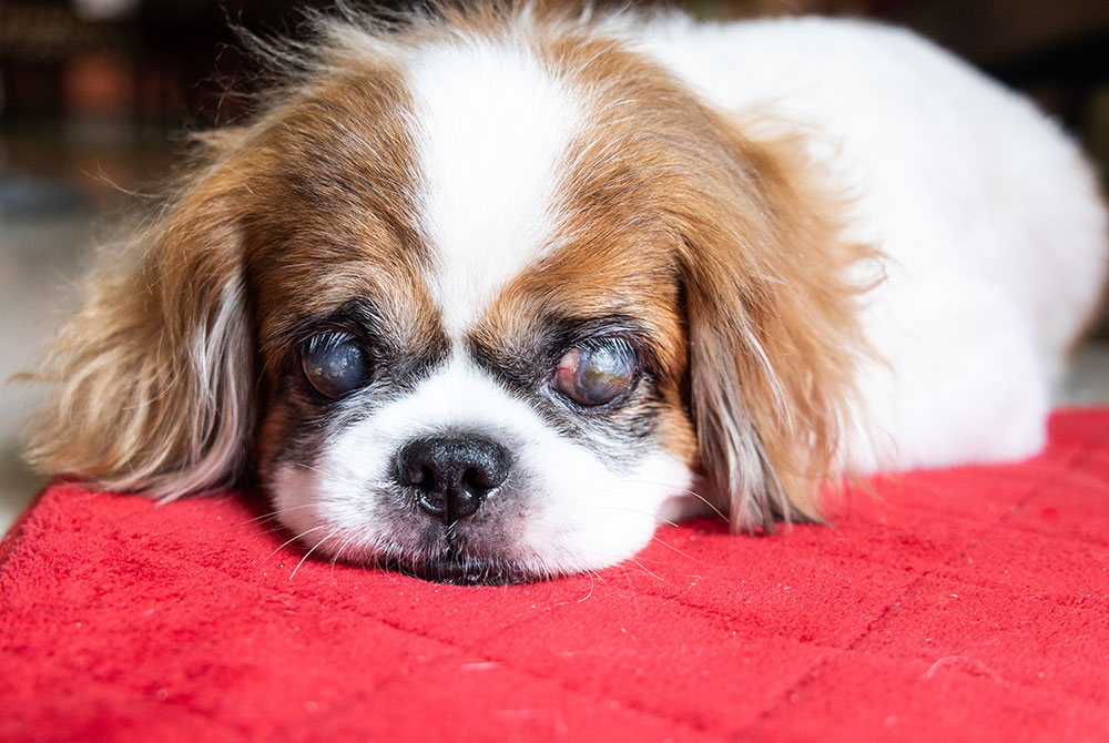 Dog with eye discharge — keratoconjunctivitis sicca KCS dry eye treatment in dogs