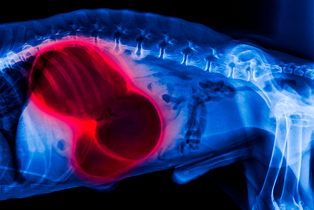 Dog or cat with kidney disease — veterinary renal diagnosis and treatment for pets