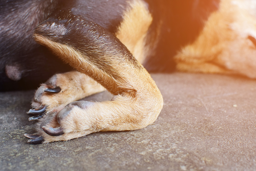 Knee joint condition in a dog or cat — veterinary orthopedic diagnosis and care