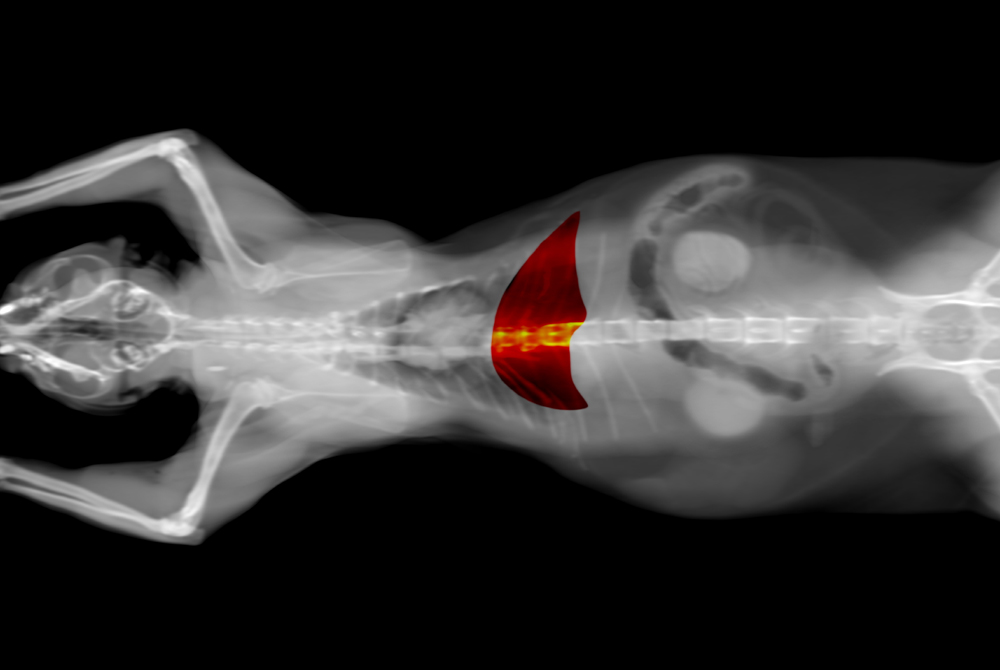 Dog showing symptoms of liver disease — veterinary diagnosis and treatment for pets in Granada Hills