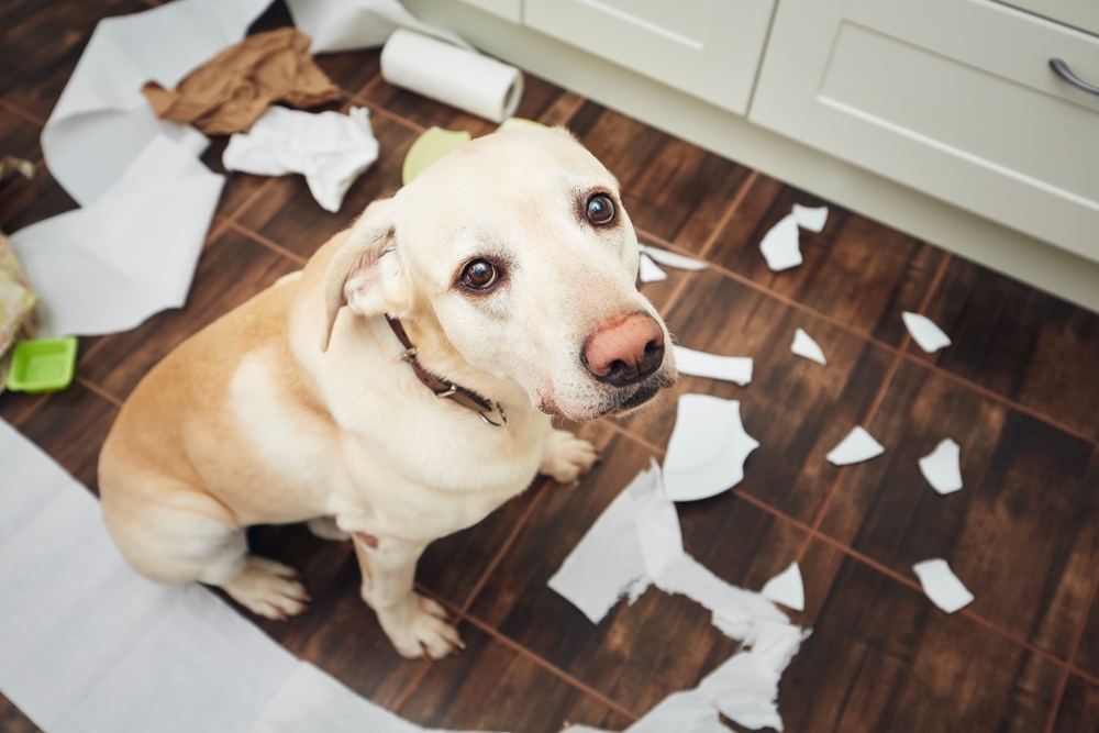 Labrador Retriever at home with a low-energy, guilty expression suggesting possible health issues