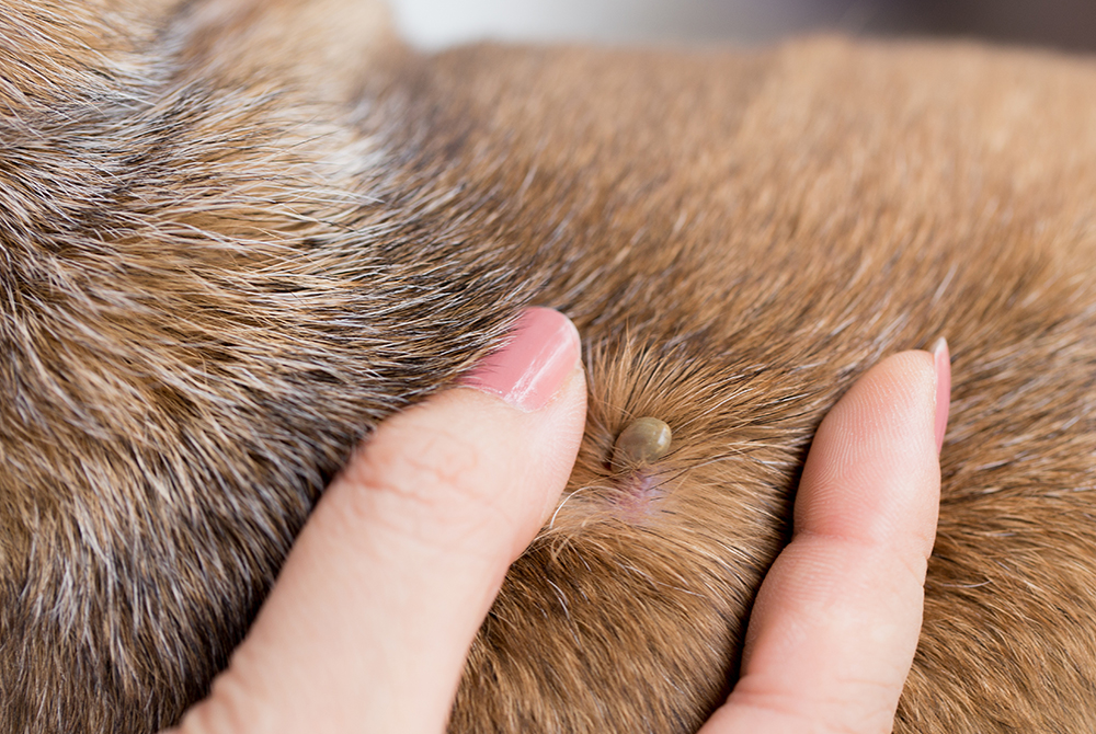 Dog with Lyme disease — tick-borne illness diagnosis and treatment for pets