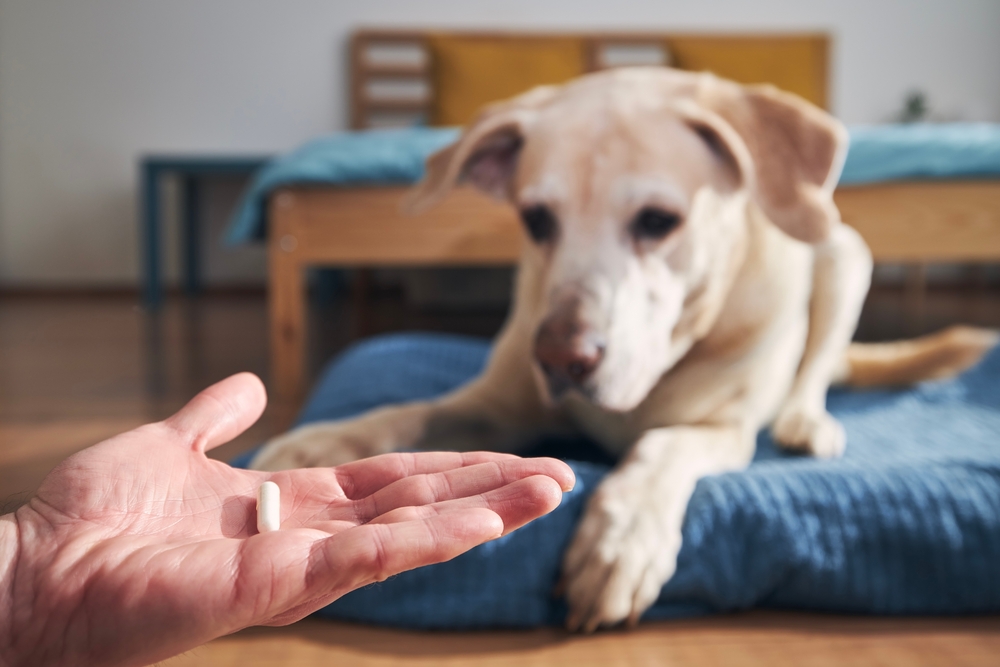 Pet owner administering an oral medication pill to a sick dog at home as part of its prescribed veterinary treatment.