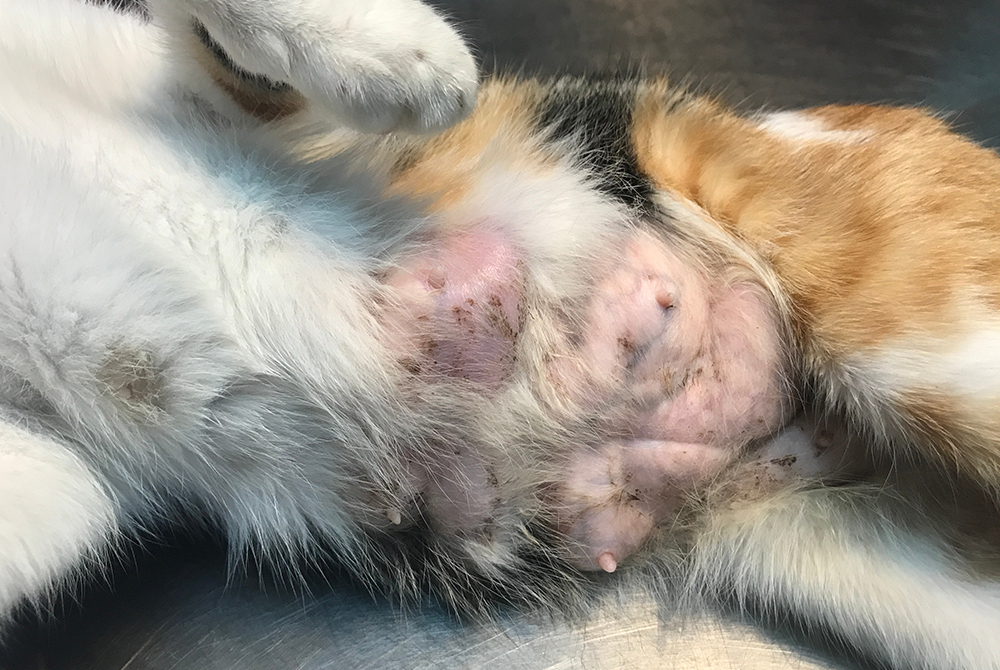 Nursing pet receiving veterinary care for mastitis, metritis, and agalactia (MMA)
